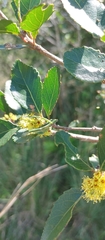 Xylosma venosa