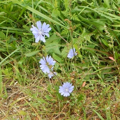 Cichorium intybus