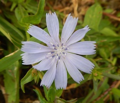 Cichorium intybus