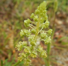 Reseda lutea