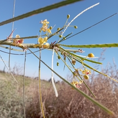 Parkinsonia aculeata