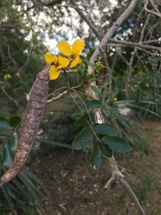 Senna racemosa