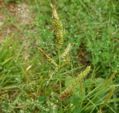 Echinochloa crus-galli