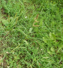 Echinochloa crus-galli