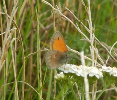 Coenonympha pamphilus