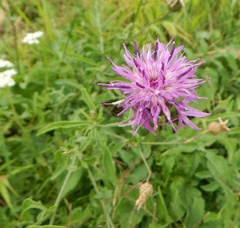 Centaurea