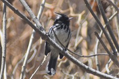 Anairetes reguloides