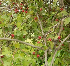 Crataegus