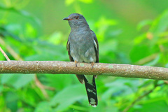 Cacomantis passerinus