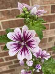 Malva sylvestris sylvestris