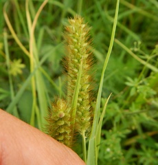 Setaria