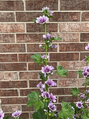 Malva sylvestris sylvestris