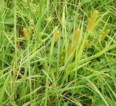 Setaria