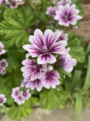 Malva sylvestris sylvestris