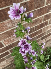 Malva sylvestris sylvestris