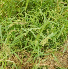 Echinochloa crus-galli