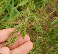Echinochloa crus-galli