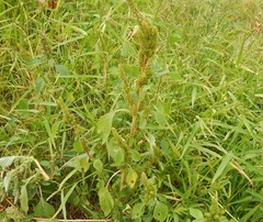 Amaranthus