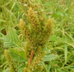 Amaranthus