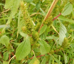 Amaranthus