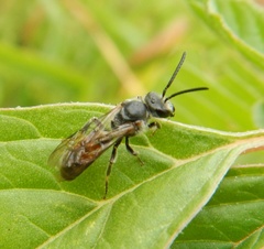 Lasioglossum