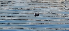 Fulica atra