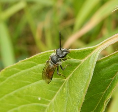 Lasioglossum