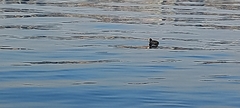 Fulica atra
