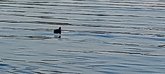 Fulica atra