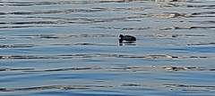 Fulica atra