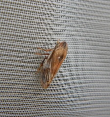 Cicadellidae