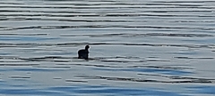 Fulica atra