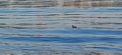 Fulica atra