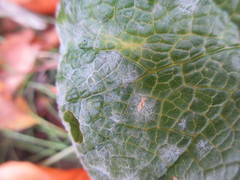 Erysiphe cruciferarum