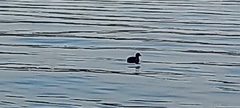 Fulica atra