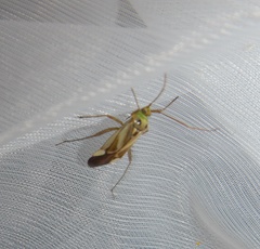 Adelphocoris lineolatus