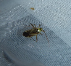 Adelphocoris lineolatus