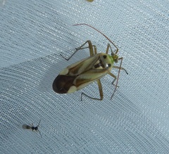 Adelphocoris lineolatus