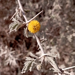 Vachellia farnesiana