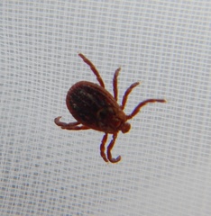 Dermacentor reticulatus