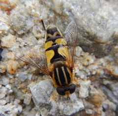 Helophilus trivittatus