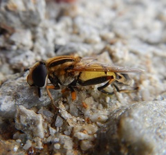Helophilus trivittatus
