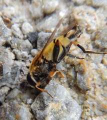 Helophilus trivittatus