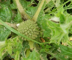 Asteraceae