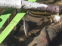 Limnoporus canaliculatus