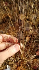 Aristida curtissii