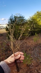 Aristida curtissii
