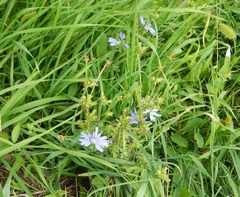 Cichorium intybus