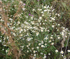 Erigeron