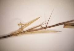 Aristida curtissii